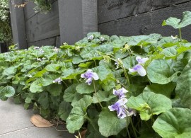 viola-odorata-‘pink-violet — kopiya